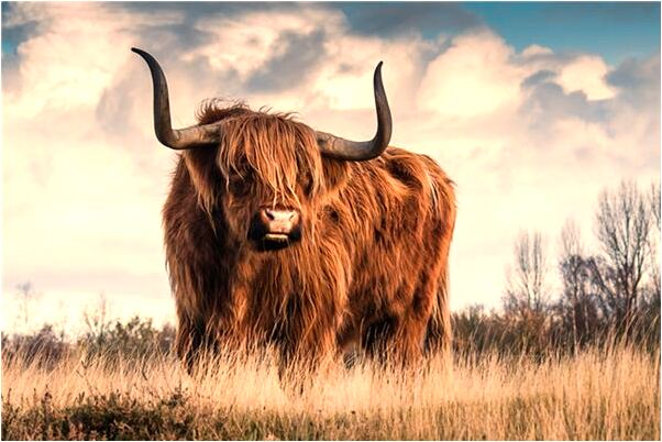 夢到黃牛的角掉了有什麼意思嗎_周公解夢官網