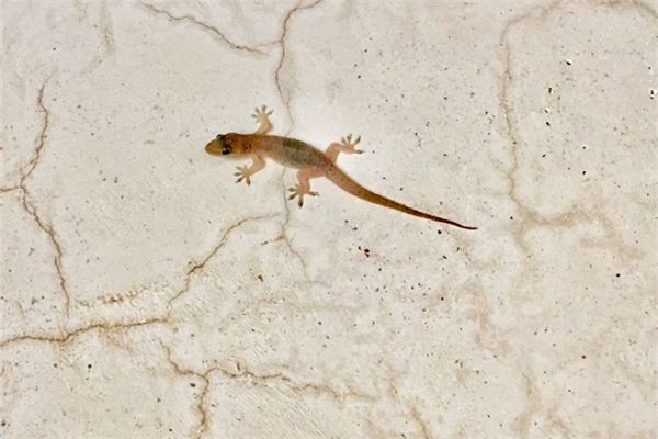 夢見壁虎_周公解夢