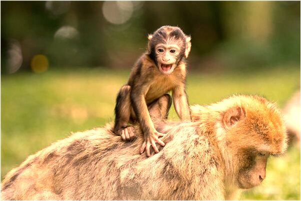 夢見黃金白銀是咋回事_周公解夢官網