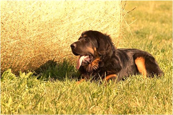 夢到了兩條狗兩條蛇一群馬是凶兆還是吉兆_周公解夢官網