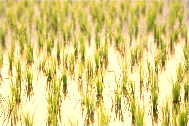 夢到鞋子燒壞是吉兆嗎?_周公解夢官網