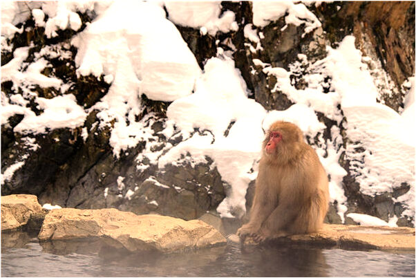 夢到了乾癟的蛇是咋回事_周公解夢官網