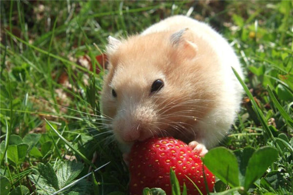 2008年4月出生生肖鼠婚配怎樣_十二生肖