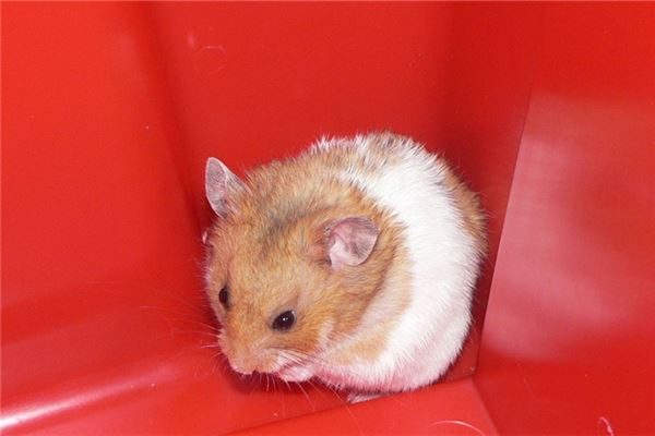 夢見老鼠屎_周公解夢