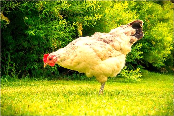 夢見對著流星許願有什麼說法_周公解夢官網