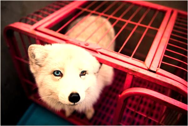 夢到了包里的錢可能被老公拿走怎么說_周公解夢官網