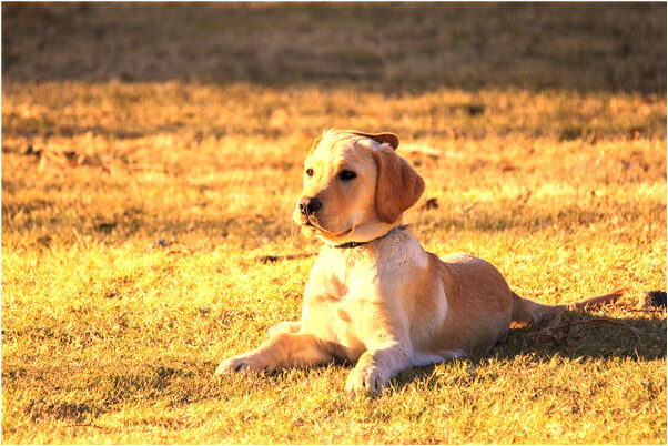 夢到同事朋友落魄是什麼預兆？_周公解夢官網