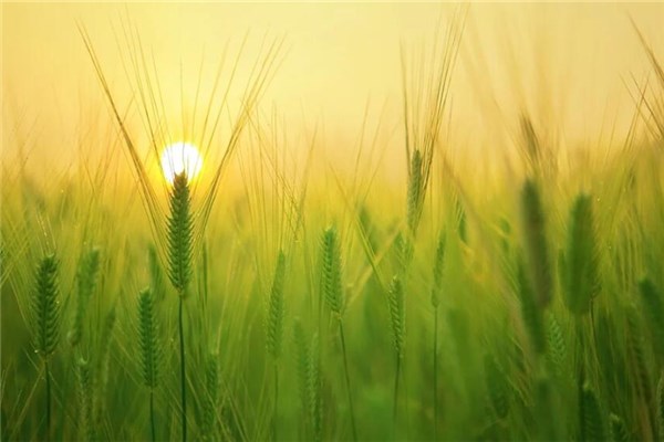 夢到大全是什麼意思_周公解夢