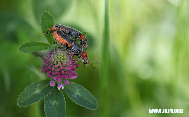 夢見親人給自己洗頭_周公解夢夢到親人給自己洗頭是什麼意思_做夢夢見親人給自己洗頭好不好_周公解夢官網