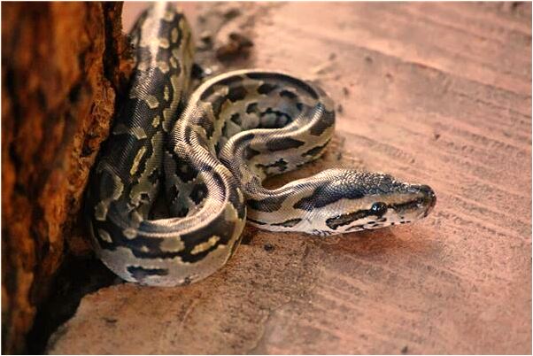 夢見很多人搶著好吃的是咋回事_周公解夢官網