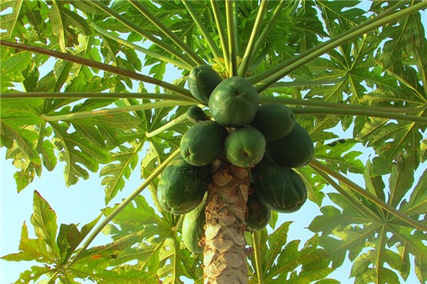 夢到樹上結瓜預示什麼_周公解夢