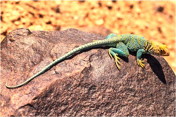 夢到別人在山上燒詩畫是好事還是壞事_周公解夢官網