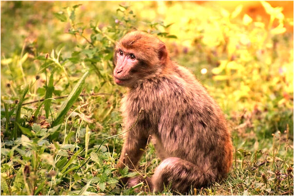 夢見把手機藏水裡是什麼預兆_周公解夢官網
