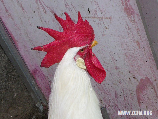 夢見貓和蛇_周公解夢夢到貓和蛇是什麼意思_做夢夢見貓和蛇好不好_周公解夢官網