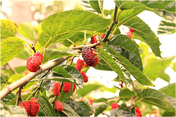 夢到了栽樹坑深而樹下落至頂是什麼預兆？_周公解夢官網