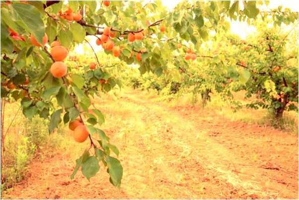 夢見不給工資什麼預兆_周公解夢官網