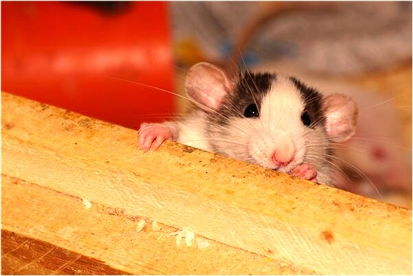 夢見庫房門沒關是啥預兆_周公解夢官網