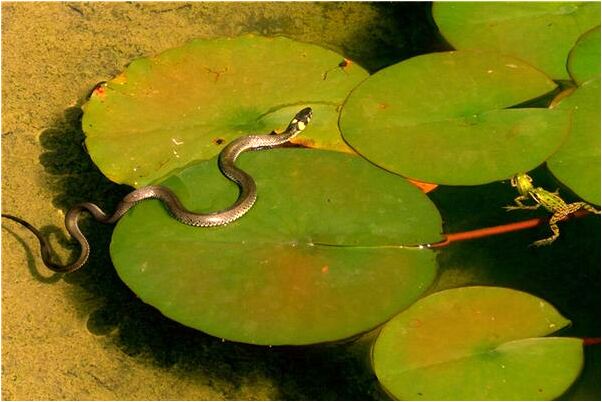 夢到了前男友回來找我和好意味什麼_周公解夢官網