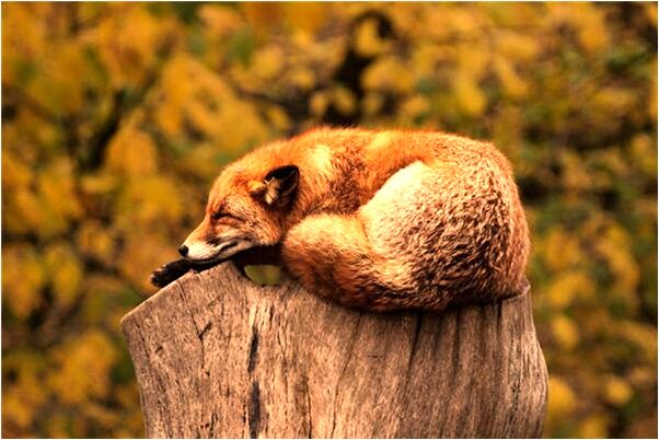 夢到吃飯嗆到喝水燙到有什麼意思_周公解夢官網