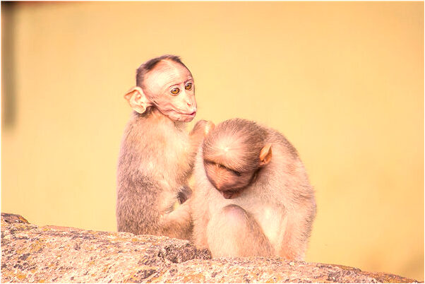 夢到了媳婦流產意味什麼_周公解夢官網