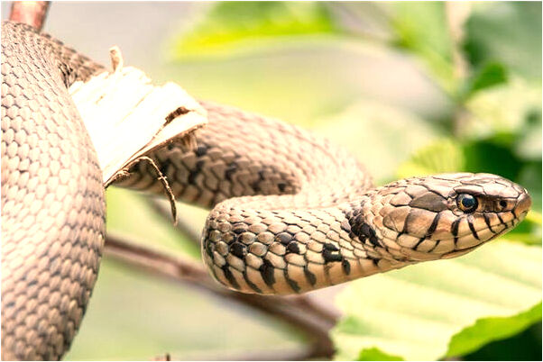 夢到了手指尖長花有什麼徵兆_周公解夢官網