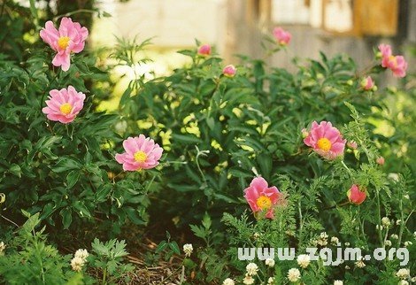 感情上會有好運降臨的星座_十二星座