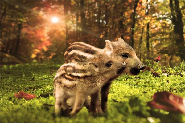 1959年屬豬命不長_十二生肖