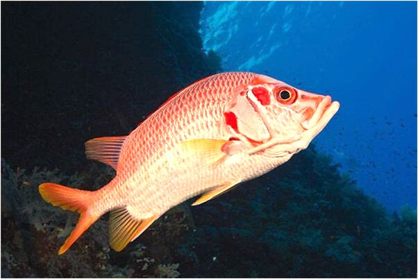 夢到自己和奶奶死了有什麼說法_周公解夢官網