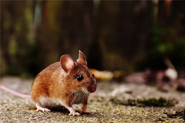 08年出生屬相什麼幾點最好_十二生肖