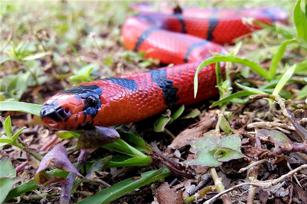 夢見小紅蛇是什麼意思_周公解夢