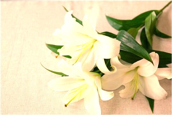 夢見兩個男朋友同時撞在一起怎么樣_周公解夢官網