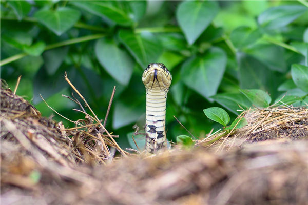 夢見蛇怎么說_周公解夢