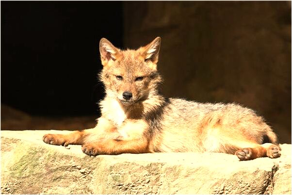 夢到了我有兩個女龍貓孩子預兆了什麼嗎_周公解夢官網
