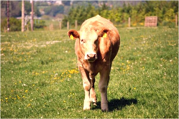 夢到了兩個人要殺死我是什麼啟示_周公解夢官網