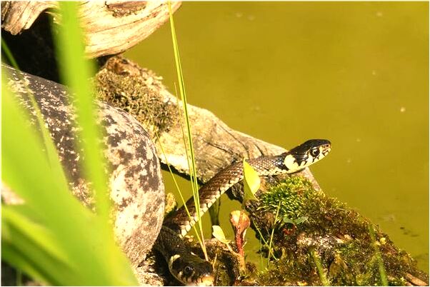 夢到已訂婚一個老姨給我錢是好是壞_周公解夢官網