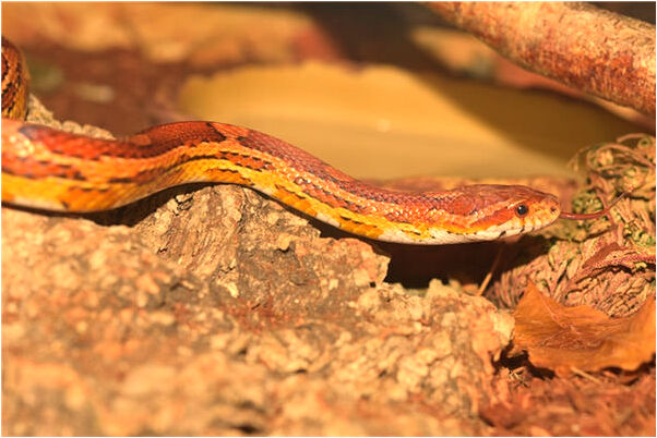 夢到自己生病不吃藥走過來了預示了什麼_周公解夢官網