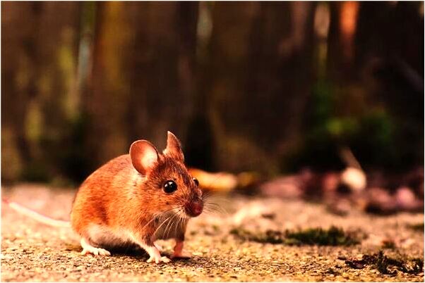 夢到好久沒見的朋友問我要酒喝是怎么回事_周公解夢官網