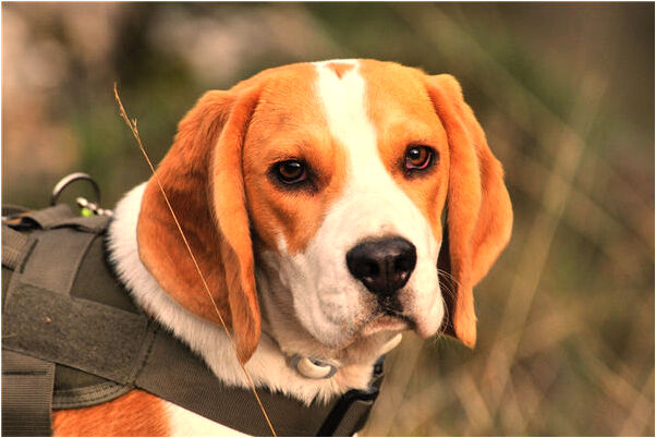 夢見床上有狗是啥意思_周公解夢官網