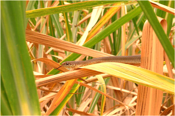 夢見扔飲料瓶有什麼含義_周公解夢官網