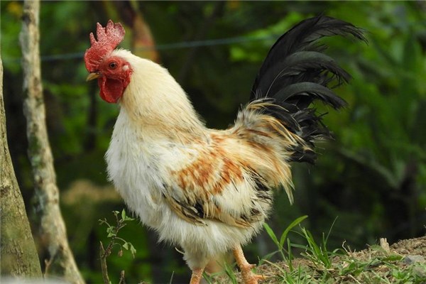 夢見吃雞屎會有什麼預兆_周公解夢