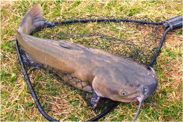 夢見抓到五隻小雞是好的徵兆嗎_周公解夢官網