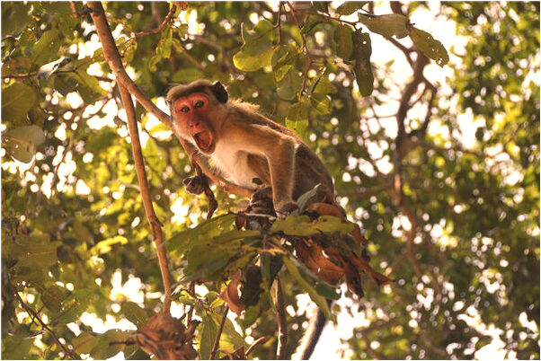 夢到了雞雞斷了是什麼預兆？_周公解夢官網