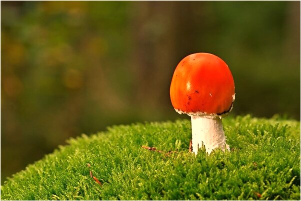 夢到和龍頭說話是好事還是壞事_周公解夢官網