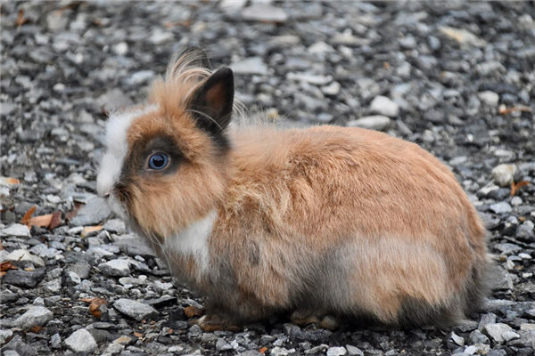 屬兔男人出生年份和性格_十二生肖