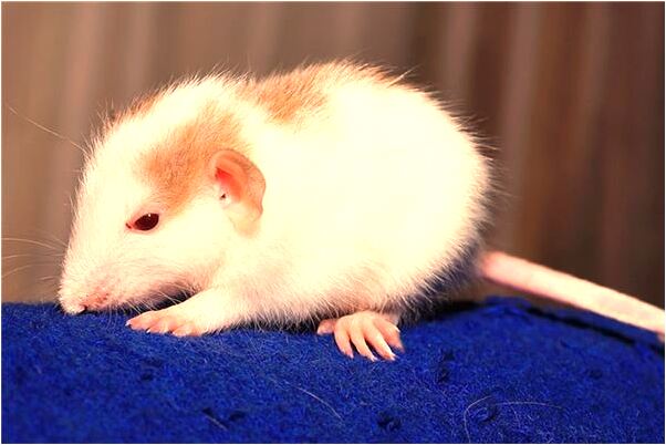 夢到熏衣草是啥預兆_周公解夢官網