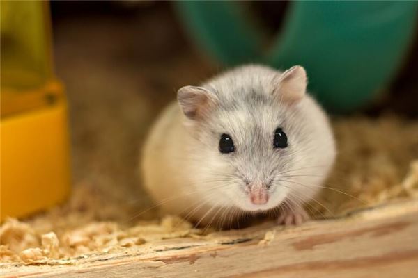 72年12月出生屬鼠的性格特徵_十二生肖