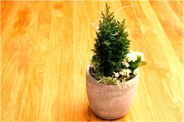 夢到了和狗找東西會怎么樣_周公解夢官網