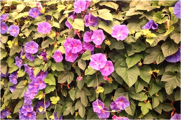 夢見腳底有秀花針意味什麼_周公解夢官網