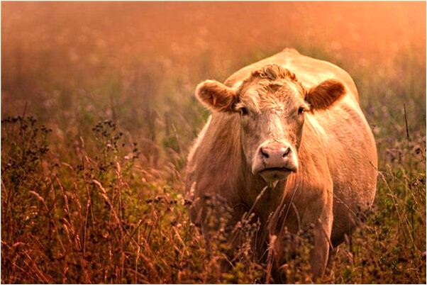 夢見給兒子在河裡洗澡有何寓意_周公解夢官網