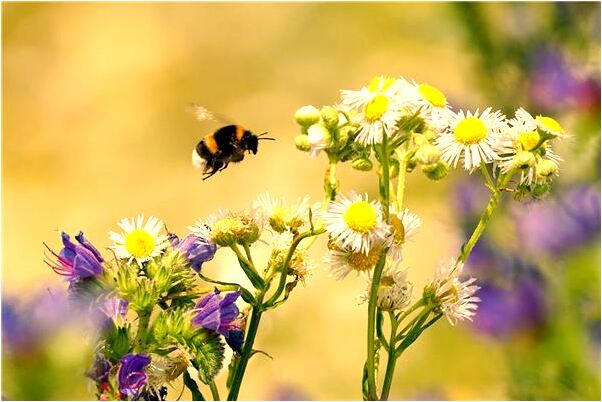 夢見好多青蛇會是什麼預兆_周公解夢官網